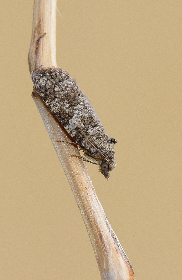 Larva di Cnephasia incertana, Tortricidae
